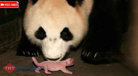 Y­a­ş­l­ı­ ­P­a­n­d­a­ ­D­o­ğ­u­r­d­u­
